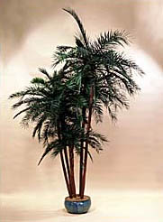 Carribean Cluster Palm