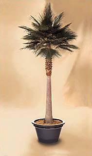 Washingtonia Fan Palm: Skinned Trunk