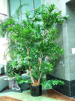 Flowering Fountain Grass Plant