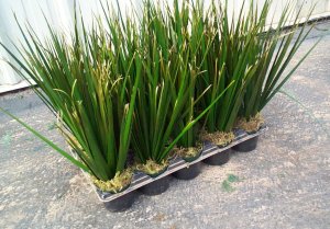 Flats of Preserved Morea Grasses for Ground Cover