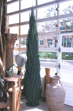 Italian Cypress
