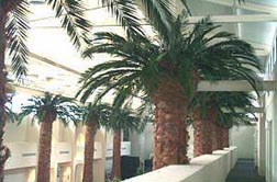 Phoenix Column Wraps
